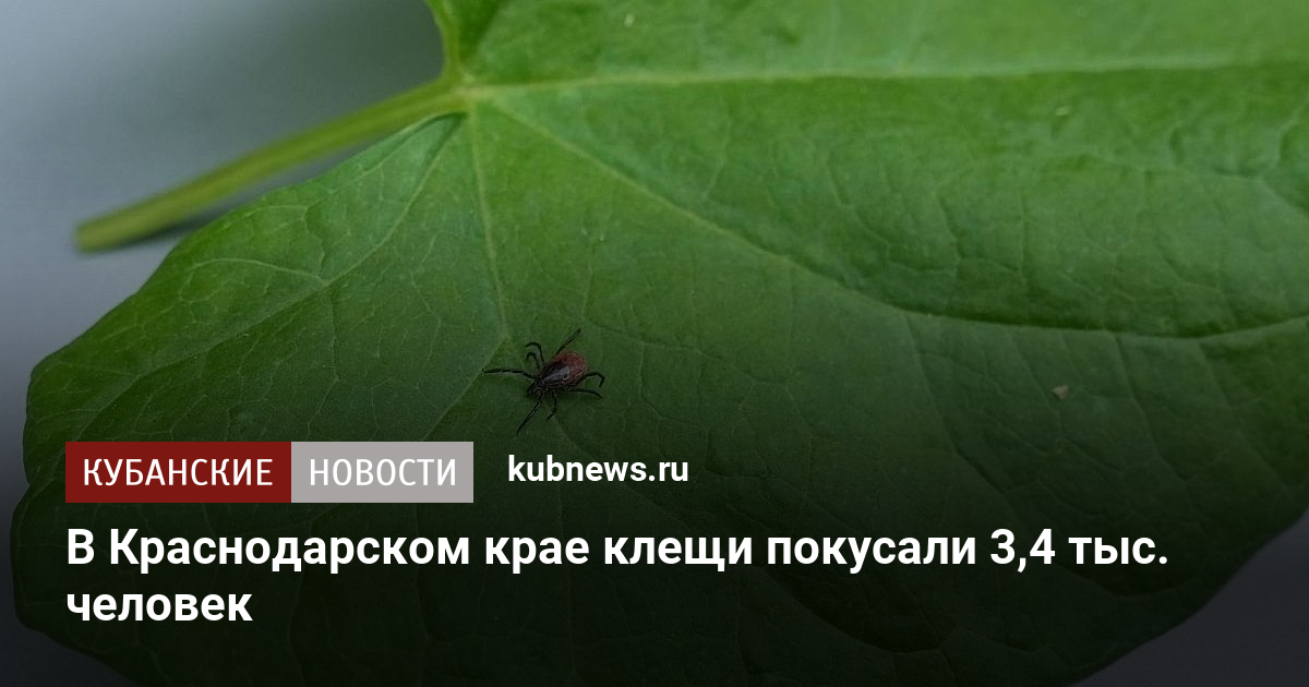 В Краснодарском крае клещи покусали 3,4 тыс. человек