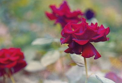 Из нее вырастет королева вашего сада: выбираем лучшую веточку для черенкования розы