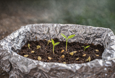 Почему не всходят семена перца: 1 способ ускорить прорастание – беру простую фольгу