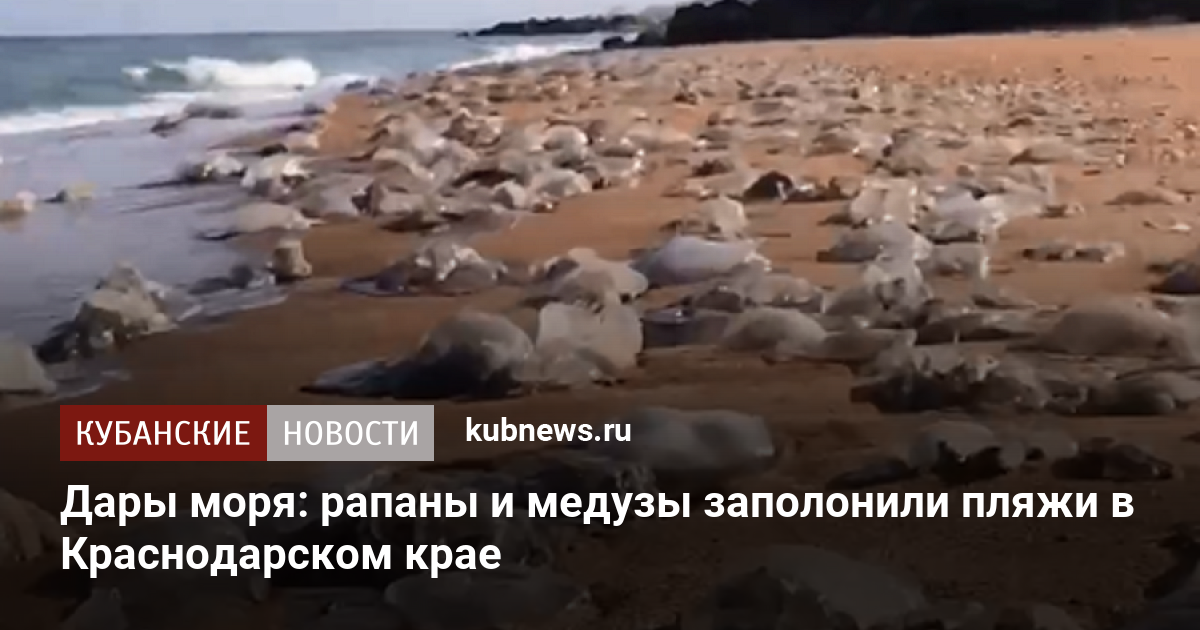 Дары моря рапаны и медузы заполонили пляжи в Краснодарском крае. 22 ноября 2022 г. Кубанские новости