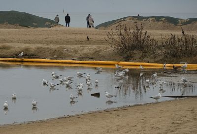 Пернатые в кадре: школьников Краснодарского края приглашают на онлайн-турнир орнитологов
