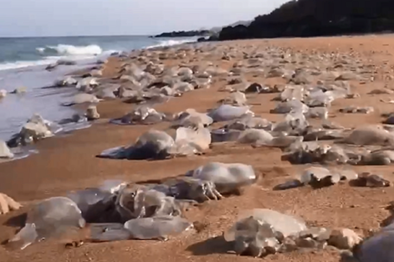 Дары моря: рапаны и медузы заполонили пляжи в Краснодарском крае