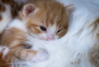Новоселье для котенка: что надо купить, перед тем как принести в дом маленького питомца 