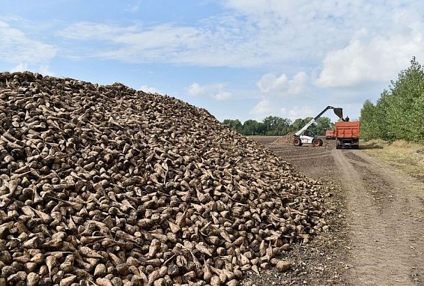 Урожай сахарной свеклы в Краснодарском крае превысил 2,5 млн тонн