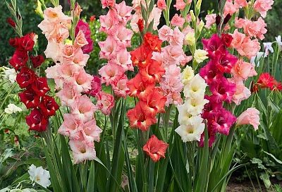 Секреты опытного цветовода: как я сажаю гладиолусы, чтобы цвели до сентября и давали крупные луковицы