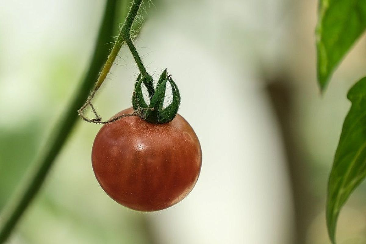 Как собирать семена помидоров: опытная огородница Анна Николаева предупредила об ошибках, которые на дадут вам повторить богатый урожай