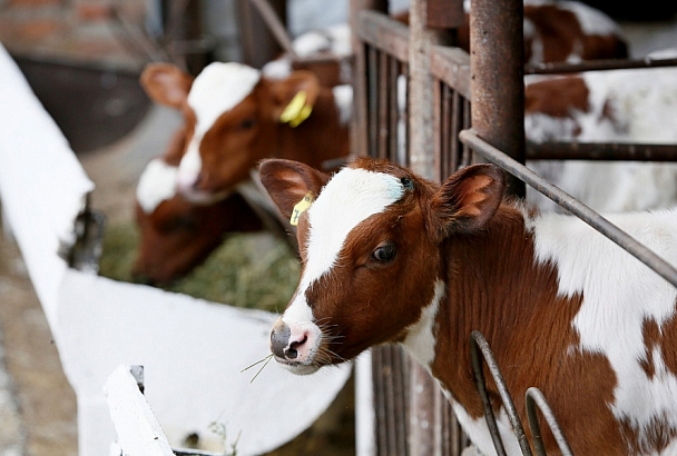 В Краснодарском крае фермерам компенсируют до 70% затрат на покупку импортного скота