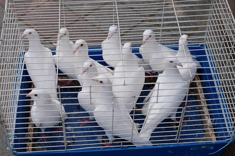 В краснодарском сквере им. Г.К. Жукова в знак приверженности миру юные кубанцы в небо выпустили белых голубей.
