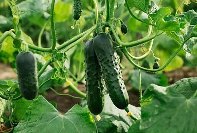 От салата до засолки: 5 сортов огурцов, которые гарантируют урожай с июня по сентябрь