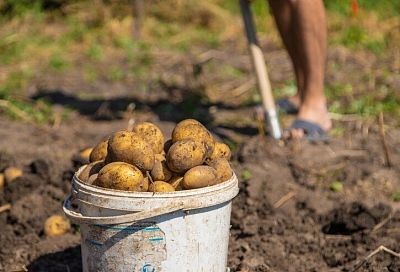 Как получить до 40 клубней картофеля с куста: секреты успешного выращивания