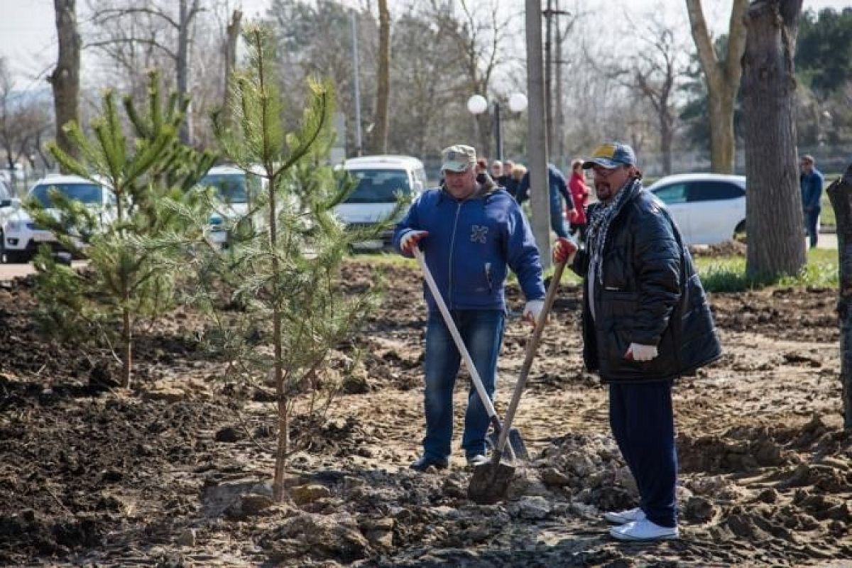 В Анапе высадили сто сосен