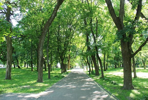 Свыше 2,5 тысяч новых деревьев и кустарников высадят в Новороссийске