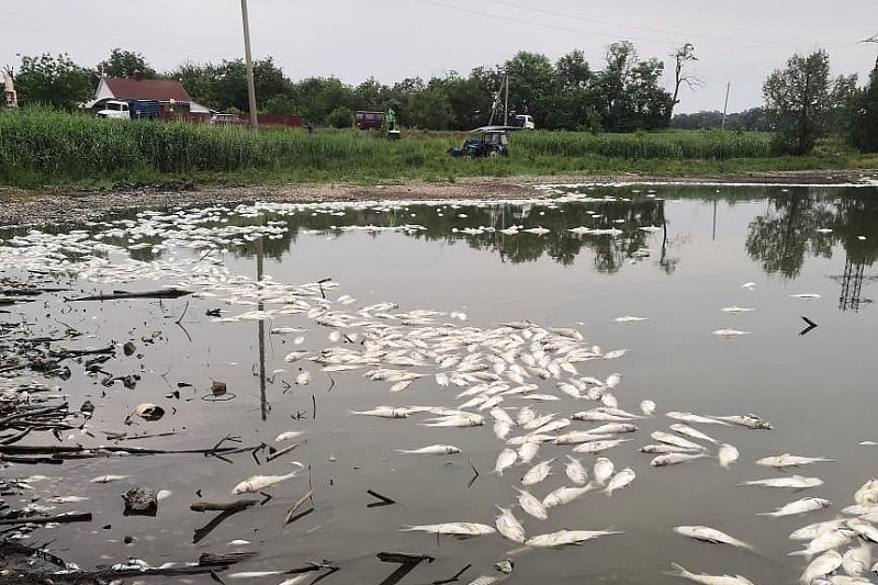 В Краснодарском крае в реке массово погибла рыба