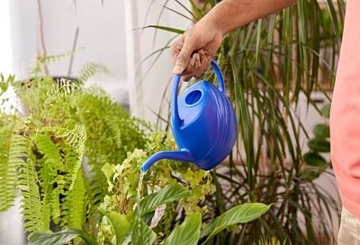 Зимой не поливаю комнатные растения «на всякий случай». Простой прием помог забыть про корневую гниль и вялые листья