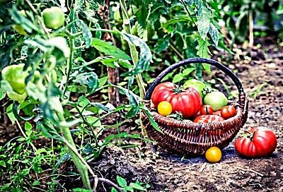 6 шагов к здоровой почве: как подготовить грядки к новому сезону и собрать рекордный урожай