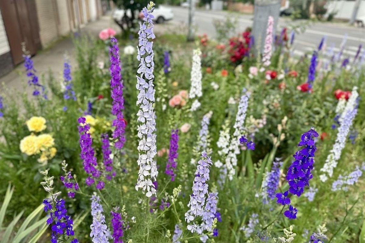 Дельфиниум – король клумбы: особенности этого прекрасного и загадочного цветка