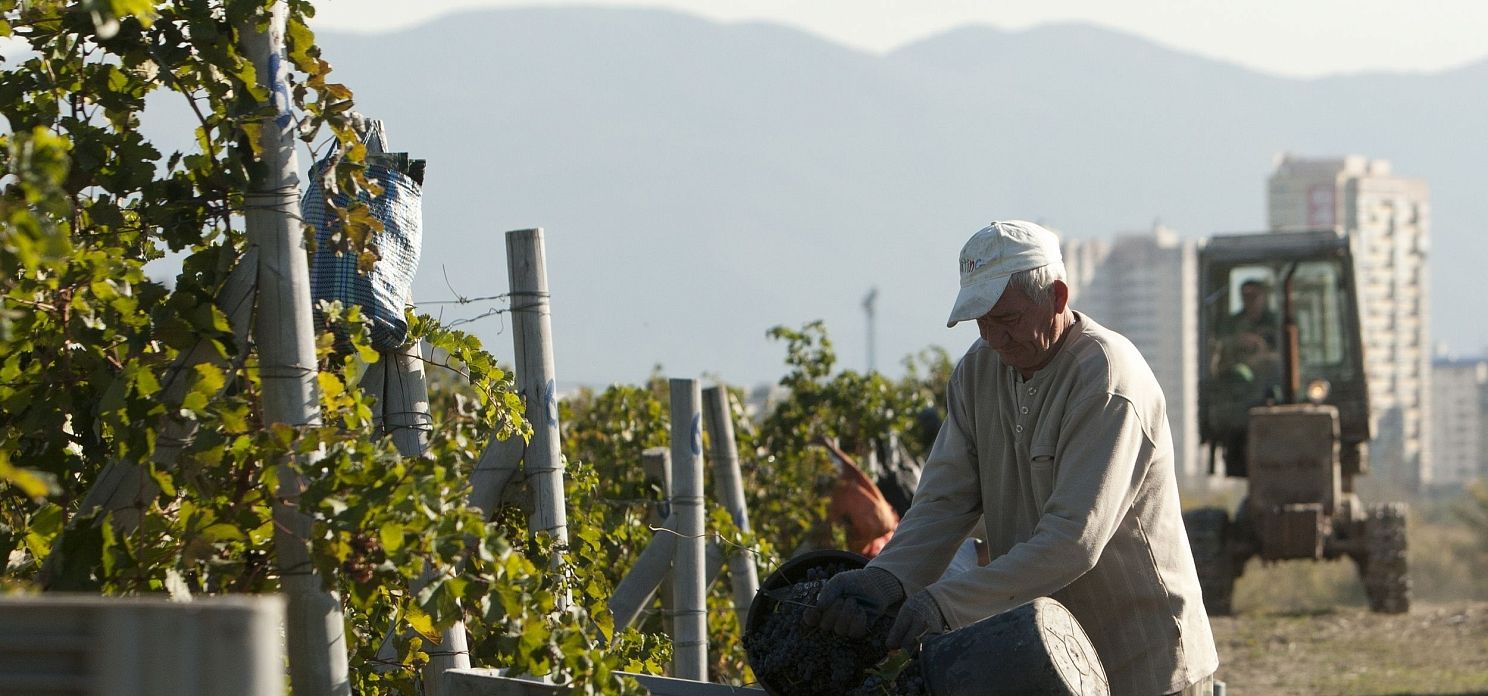 В этом году на Кубани планируется увеличить валовой сбор янтарной  ягоды до 250 тысяч тонн.