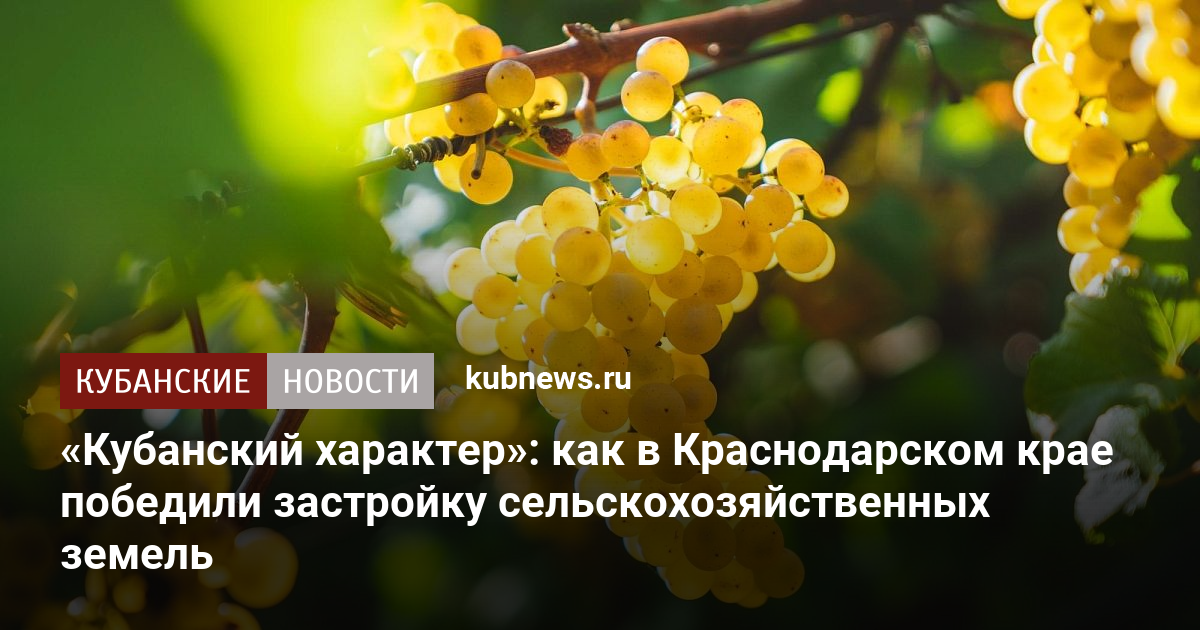 «Кубанский характер»: как в Краснодарском крае победили застройку сельскохозяйственных земель