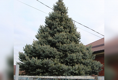 Елка в подарок: станичница отдает семиметровое дерево Усть-Лабинскому району