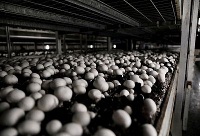 Краснодарский край вошел в число регионов-лидеров по производству грибов