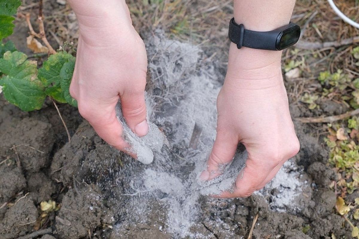 Смешайте в ведре эти 2 ингредиента и посыпьте огород: лучшее средство оздоровить почву в октябре