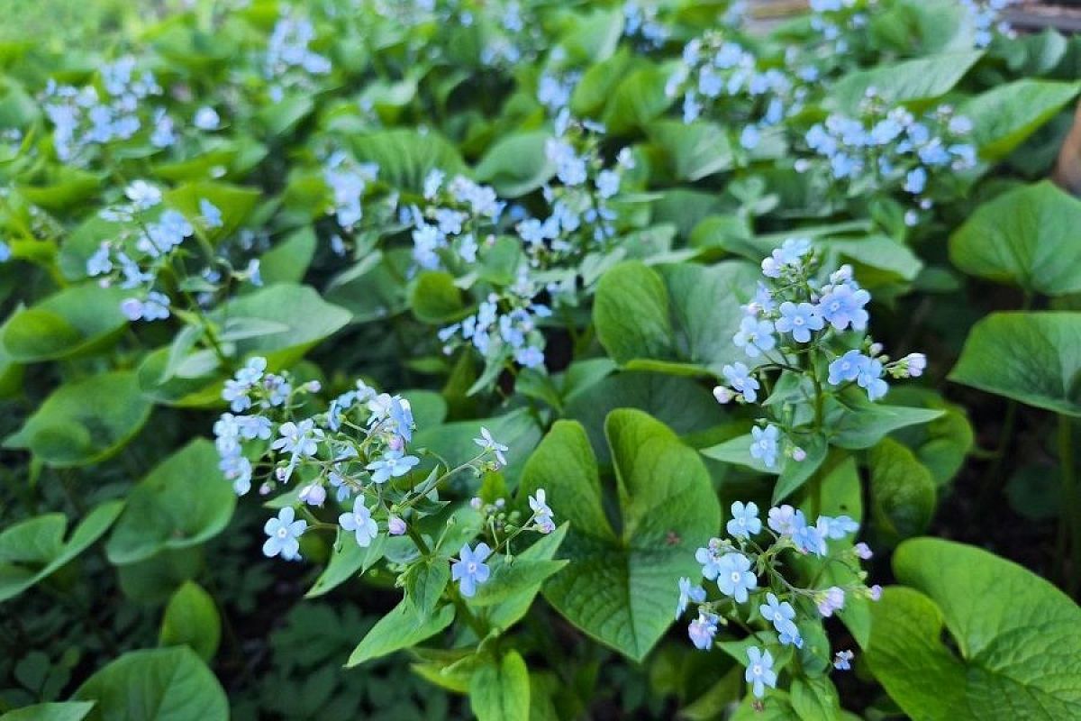 Сентябрьская посадка: 3 неприхотливых многолетника для буйного цветения весной