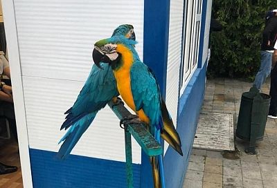 Полицейские изъяли попугаев у уличного фотографа в Анапе
