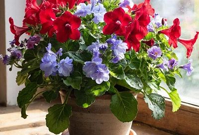 Зачем опытные хозяйки кладут лавровый лист в каждый горшок с цветами: раскрываем секреты комнатного цветоводства