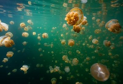 Ученые «Сириуса» изучают медуз, способных возвращаться в «младенчество»