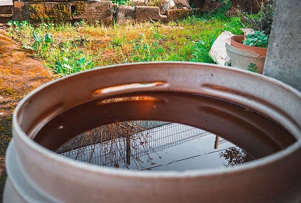 Опыт кубанского садовода: зольный настой в бочке для повышения урожая помидоров и огурцов