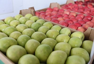 Яблоку негде упасть: на Кубани стремительно растет производство фруктов