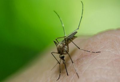 От укуса комара: россияне начали болеть лихорадкой Денге