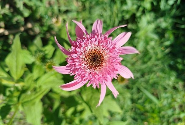 Растет на солнце и камнях: лекарственный цветок, который украсит ваш сад и принесет пользу организму