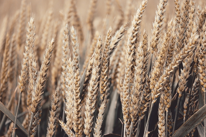 Фермер из Новой Зеландии поставил новый рекорд по урожайности пшеницы