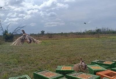 На Кубани провели первый осенний выпуск фазанов