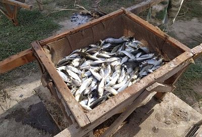 В водоемы Приморско-Ахтарска выпустили молодь сазана, амура и толстолобика