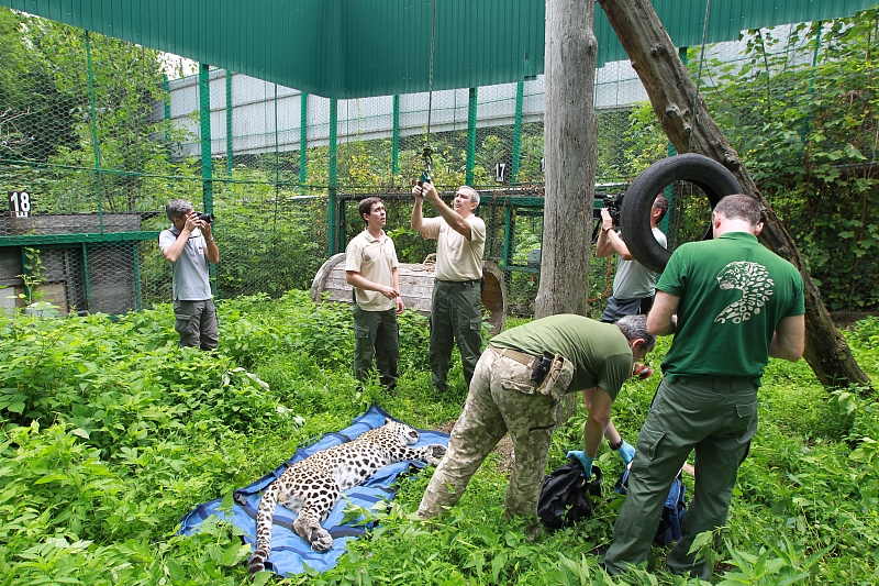 Четырех леопардов из Сочи выпустят в дикую природу