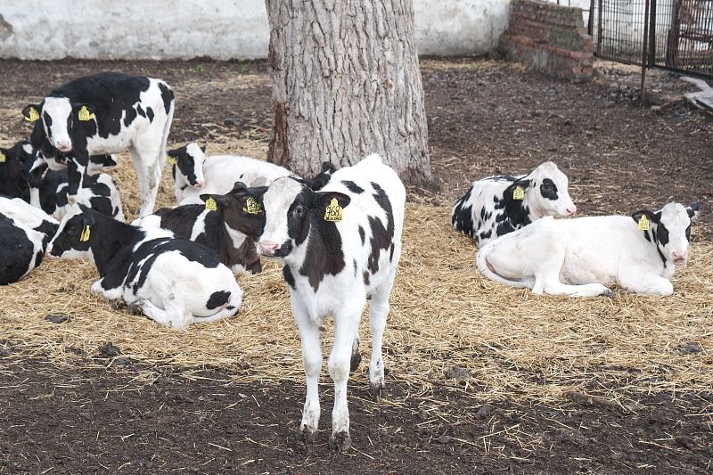 В хозяйстве выращивают коров исключительно голштинской породы, имеется собственная кормовая база.