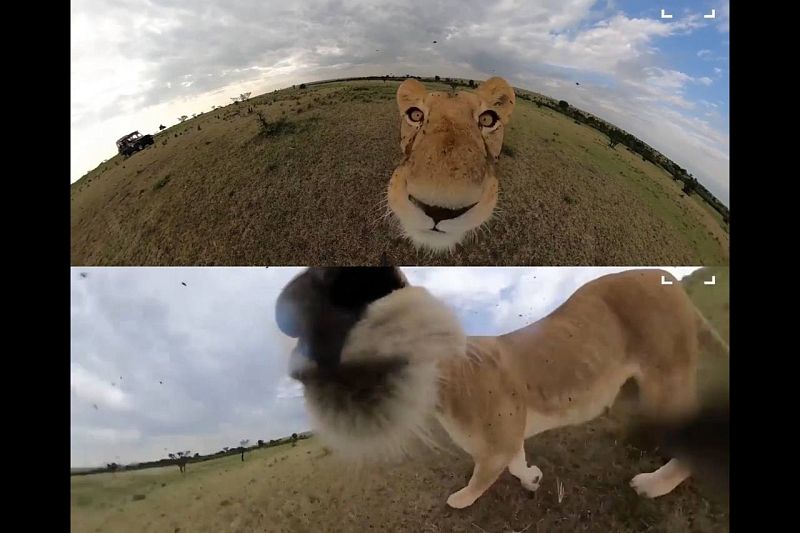 Львица украла видеокамеру у туриста и устроила собственные съемки
