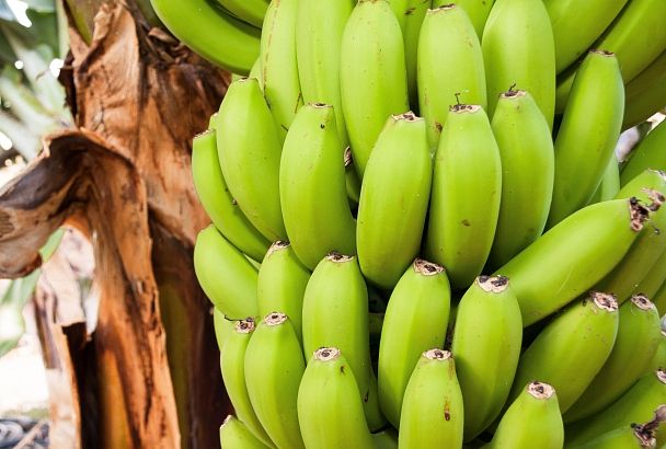 Польза зеленых бананов: почему они стоит включить в свой рацион