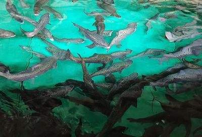 В сочинские реки выпустили почти 300 тысяч особей черноморского лосося