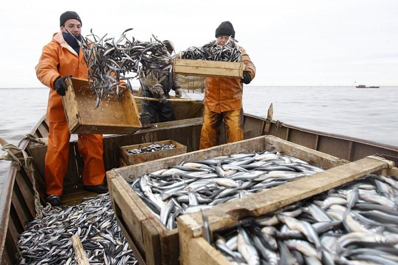 В Краснодарском крае вылавливают треть всей товарной рыбы ЮФО