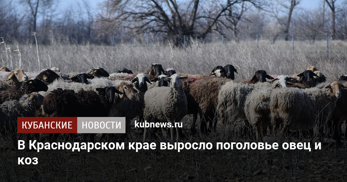 В Краснодарском крае выросло поголовье овец и коз