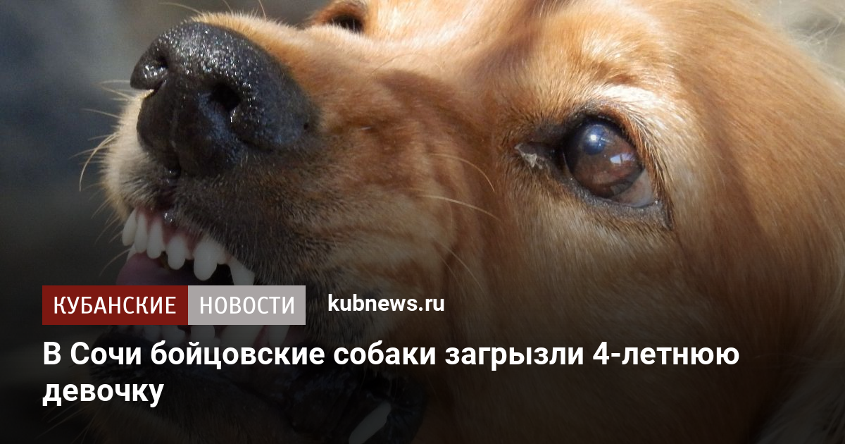 В Сочи бойцовские собаки загрызли 4-летнюю девочку. 11 октября 2022 г ...