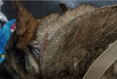 Пиццерия извинилась перед курьером и отстранила управляющую после скандала с бездомной собакой в Челябинске