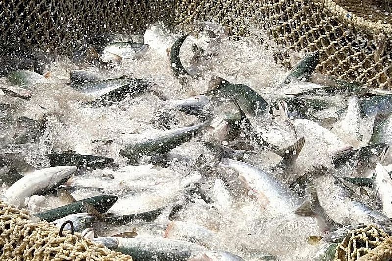 Будет ли рыба в Азовском море: как планируют возрождать продуктивность водоема