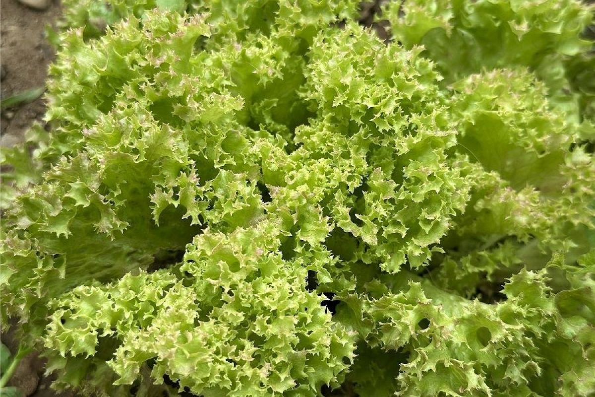 Витаминный рай на подоконнике: как зимой вырастить в квартире салат 