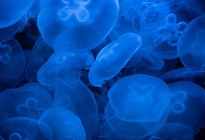 Неприятная встреча: как быстро устранить неприятные ощущения после ожога медузы