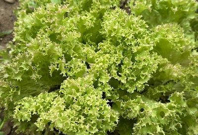 Витаминный рай на подоконнике: как зимой вырастить в квартире салат 