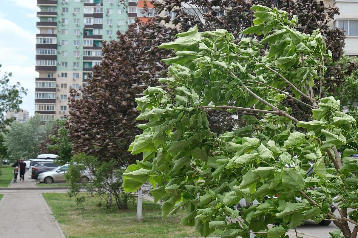 Северные ветра продолжат постепенное понижение температуры в Краснодарском крае